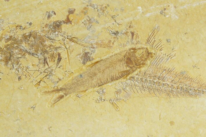 Detailed Fossil Fish (Knightia) - Wyoming #363779